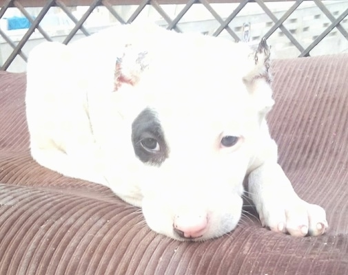 Close up front view - A white with black Pakistani Bull Dog puppy is laying down on a dog bed in front of a fence. It has a black patch around one of its eyes and the rest of its face is white.